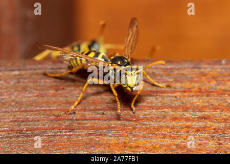 Macro dettagliate shot della carta europea wasp (Polistes dominula) Foto Stock