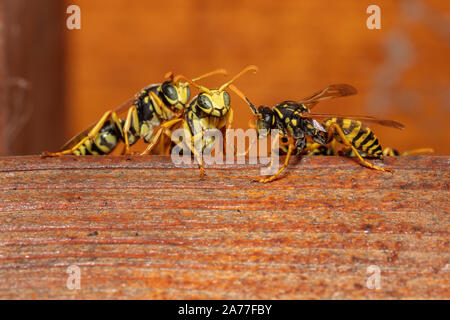 Macro dettagliate shot della carta europea wasp (Polistes dominula) Foto Stock