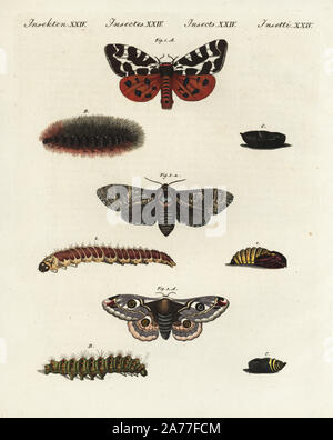 Giardino tiger moth, Arctia caja 1, capra tarma Cossus cossus 2, e piccole imperatore moth, Saturnia pavonia 3, Tarma, Caterpillar e pupa. Handcolored incisione su rame da Friedrich Johann Bertuch's Bilderbuch fur Kinder (Picture Book per bambini), Weimar, 1802. Foto Stock