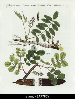 Liquirizia o, Liquirizia Glycyrrhiza glabra 1, e carrubo e St John's-pane, Ceratonia siliqua 2. Handcolored incisione su rame da Friedrich Johann Bertuch's Bilderbuch fur Kinder (Picture Book per bambini), Weimar, 1802. Foto Stock