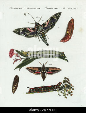 Oleandro hawk-moth, Daphnis nerii 1 e caterpillar sulla Oleander fiore, Nerium oleander, euforbia e hawk-moth, Hyles euphorbiae 2 e caterpillar sul frondoso, euforbia Euphorbia esula. Handcolored incisione su rame da Friedrich Johann Bertuch's Bilderbuch fur Kinder (Picture Book per bambini), Weimar, 1802. Foto Stock