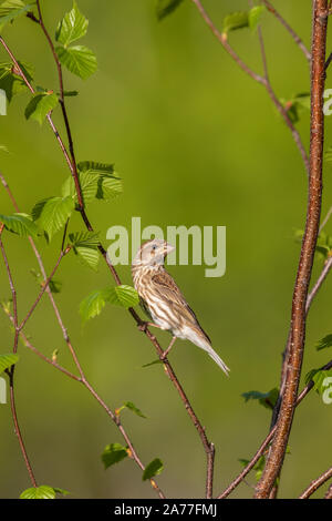 Viola finch - 1° anno maschio appollaiato in una screziato ontano. Foto Stock