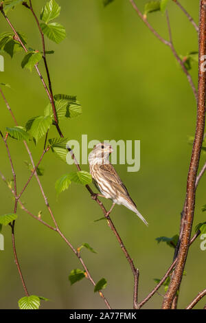 Viola finch - 1° anno maschio appollaiato in una screziato ontano. Foto Stock