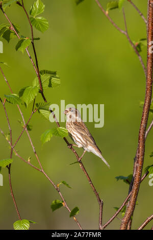 Viola finch - 1° anno maschio appollaiato in una screziato ontano. Foto Stock