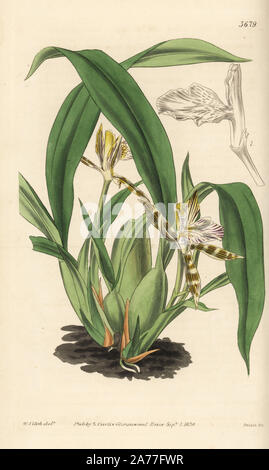 Variegato orchidea aspasia, Aspasia varigata. Handcolored incisione su rame dopo una illustrazione botanica da Walter Fitch da William Jackson Hooker della rivista botanica, Londra, 1839. Foto Stock