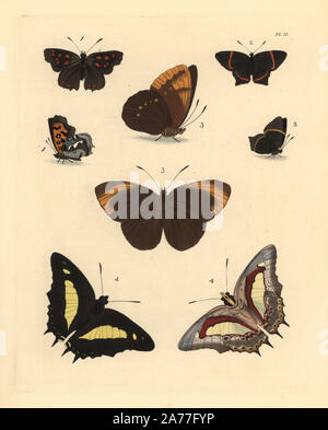 Agganciate il rame,' enfasi thero 1, metalmark butterfly, Riodina lisippo 2, grandi fauno, Faunis eumeus 3, e nawab comune, Charaxs atamante 4, ventrale e viste dorsale. Handcolored litografia dal John O. Westwood la nuova edizione di Dru Drury 'illustrazioni di Entomologia esotici,' Bohn, Londra, 1837. Foto Stock