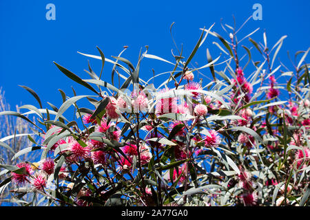 Insolito rosa pungenti blumi di puntaspilli hakea hakea laurina, un popolare West Australian native arbustiva piccolo albero fioritura a partire dall'inverno alla primavera . Foto Stock