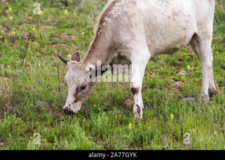 Longhorn calf a Wichita Mountains National Wildlife Refuge vicino Lawton, Oklahoma Foto Stock