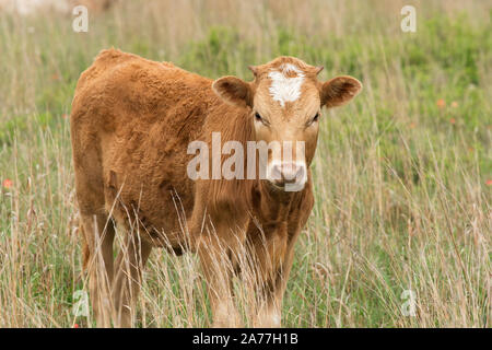 Longhorn calf a Wichita Mountains National Wildlife Refuge vicino Lawton, Oklahoma Foto Stock