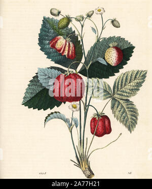 Fragola, Fragaria ananassa. Litografia Handcolored da Carl Hoffmann il libro del mondo, Stuttgart, 1848. Foto Stock