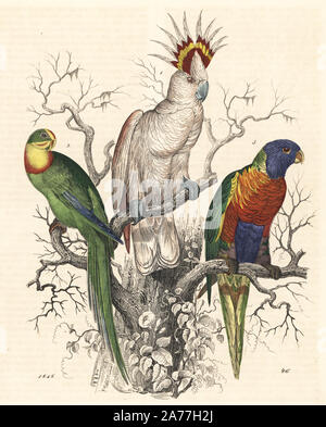 Grandi Mitchell's cacatua, Lophochroa leadbeateri (Plyctolophus leadbeateri) 1, superba parrot, Polytelis swainsonii (Palaeornis barrabandii) 2, e rainbow lorikeet, Trichoglossus haematodus (Trichoglossus swainsonii) 3. Litografia Handcolored da Carl Hoffmann il libro del mondo, Stuttgart, 1848. Foto Stock