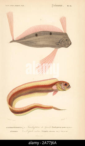 Ribbonfish, Trachipterus trachypterus 1, e rosso bandfish, Cepola macrophthalma 2. Incisione Handcolored da dimenticare dopo una illustrazione di Oudart da Charles d'Orbigny's 'Dictionnaire Universel d'Histoire Naturelle" (Dizionario universale di storia naturale), Paris, 1849. Foto Stock
