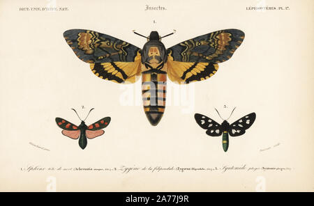 La morte la testa hawkmoth, Acherontia atropo, sei-spot Burnett, Zygaena filipendulae, e nove-spotted moth, Amata phegea. Handcolored incisione di Fournier dopo una illustrazione da Blanchard da Charles d'Orbigny's 'Dictionnaire Universel d'Histoire Naturelle" (Dizionario universale di storia naturale), Paris, 1849. Foto Stock