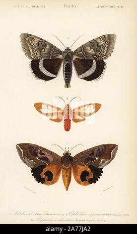 Blu, underwing Catocala fraxini, frutta piercing tarma Eudocima imperator (Ophideres imperator), e Amerila madagascariensis (Aganais vitripennis). Handcolored incisione di Fournier dopo una illustrazione da Blanchard da Charles d'Orbigny's 'Dictionnaire Universel d'Histoire Naturelle" (Dizionario universale di storia naturale), Paris, 1849. Foto Stock