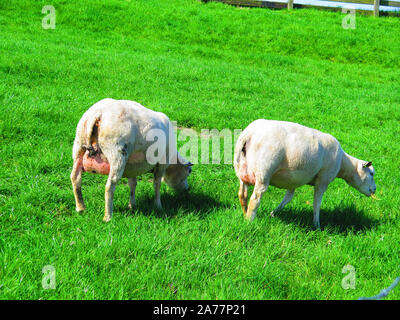 Due donna incinta pecora su erba dike in olandese villaggio di pescatori di Hindeloopen Foto Stock
