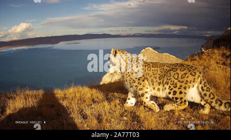 (191031) -- PECHINO, Ott. 31, 2019 (Xinhua) -- Un snow leopard guarda un lago presso la sorgente del Fiume Giallo nel nord-ovest della Cina di Qinghai, il 5 ottobre 2019. Nuovi progressi sono stati compiuti nel corso dell'inchiesta di leopardi delle nevi nel fiume Giallo fonte, secondo il World Wildlife Fund per la natura (WWF). Fino ad ora i leopardi delle nevi in giallo la sorgente del fiume sono state registrate 194 volte di innescare la telecamera a raggi infrarossi. (Fondo mondiale per la natura/Handout via Xinhua) Foto Stock