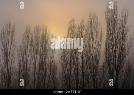 Poplar grove nella nebbia vicino a Torralba del Rio village. Navarra, Spagna, Europa. Foto Stock
