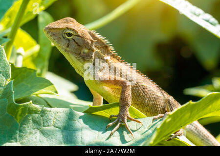 Un marrone chiaro chameleon arroccato su foglie verdi. Foto Stock