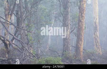 Wandoo bosco (eucalipto wandoo) e la nebbia in stato Dryandra foresta, Australia occidentale Foto Stock