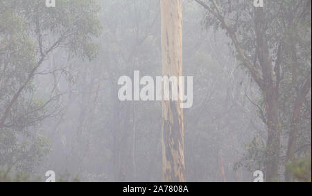 Wandoo bosco (eucalipto wandoo) e early morning mist in stato Dryandra foresta, Australia occidentale Foto Stock