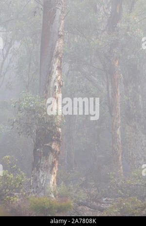 Wandoo bosco (eucalipto wandoo) e early morning mist in stato Dryandra foresta, Australia occidentale Foto Stock