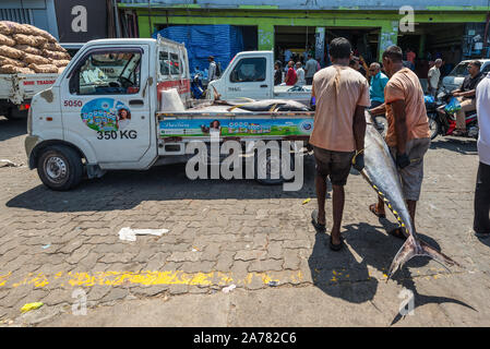 Maschio, Maldive - Novembre 18, 2017: Area del mercato del pesce fresco nel maschio, Maldive. Gli uomini portano per il caricamento su un camioncino enorme appena pescato il tonno. Foto Stock