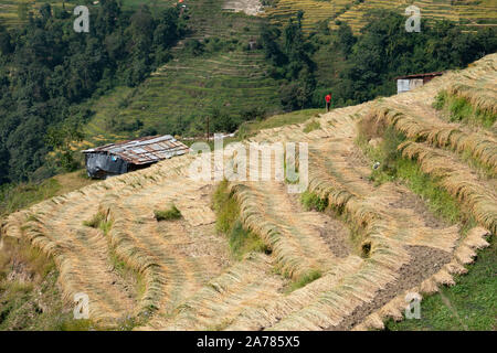 Il riso appena raccolto sulle colline terrazzate del Nepal. Foto Stock