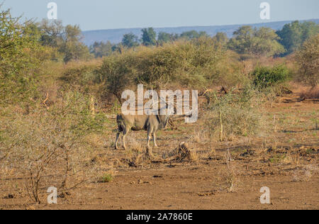 Eland isolato nel suo habitat naturale nel nord del Parco Nazionale di Kruger in Sud Africa immagine in formato orizzontale Foto Stock