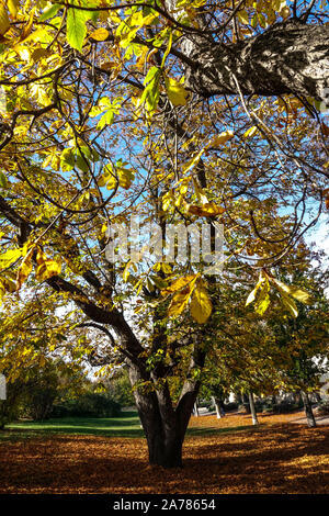 Ippocastano in foglie autunnali colorate Foto Stock