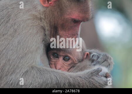 Bella macaco del cofano (Macaca radiata) del bambino e la madre in Bandipur National Park, Karnataka in India Foto Stock