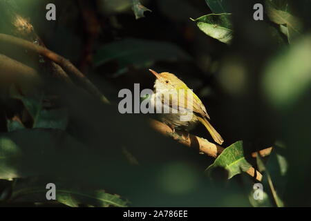 Il comune (tailorbird Orthotomus sutorius) seduto su un ramo di albero a Chintamoni Kar il santuario degli uccelli in Kolkata, Bengala Occidentale in India Foto Stock