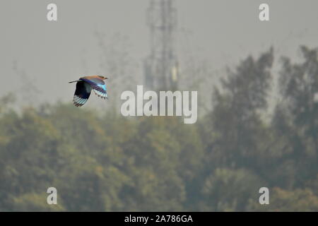 Il rullo indiano (coracias benghalensis) volare sopra il cielo in Sundarbans delta regione, Bengala Occidentale in India Foto Stock