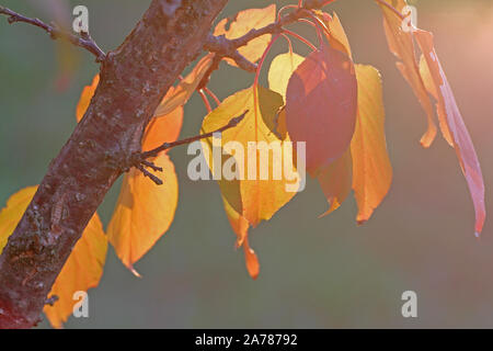 Albicocca frutta tree leavesin autunno o cadere con il sole alle spalle in Italia il latino Prunus armeniaca rosaceae con profondo arancione, colori rosso e oro Foto Stock