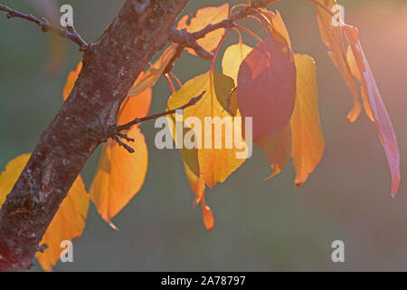 Albicocca frutta tree leavesin autunno o cadere con il sole alle spalle in Italia il latino Prunus armeniaca rosaceae con profondo arancione, colori rosso e oro Foto Stock