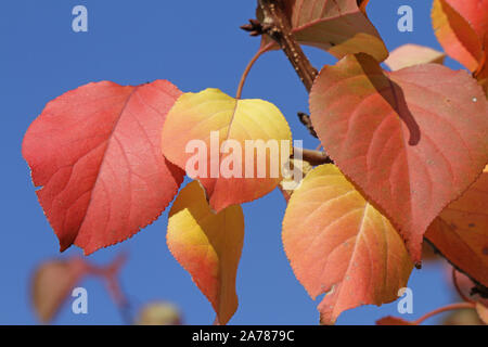 Albicocca frutta tree leavesin autunno o cadere con il sole alle spalle in Italia il latino Prunus armeniaca rosaceae con profondo arancione, colori rosso e oro Foto Stock