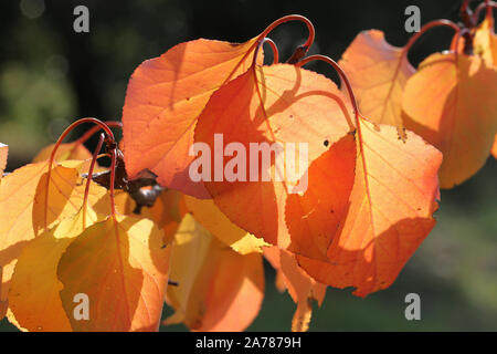 Albicocca frutta tree leavesin autunno o cadere con il sole alle spalle in Italia il latino Prunus armeniaca rosaceae con profondo arancione, colori rosso e oro Foto Stock