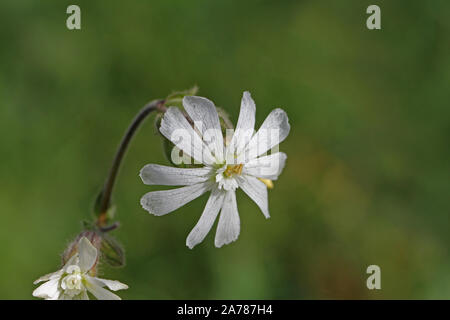 White campion simile a vescica campion o di fanciulle lacrime latino latifolia Silene vulgaris non dalla famiglia Rosa caryophyllaceae commestibili di fiori selvatici Foto Stock