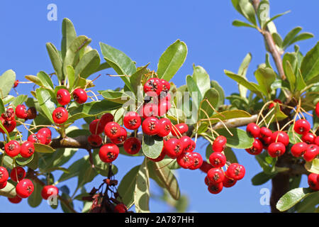 Pyracantha o impianto firethorn con luminosi di bacche rosse o pomes in autunno o cadere in Italia relativi a cotoneaster e dalla famiglia delle rosacee Foto Stock