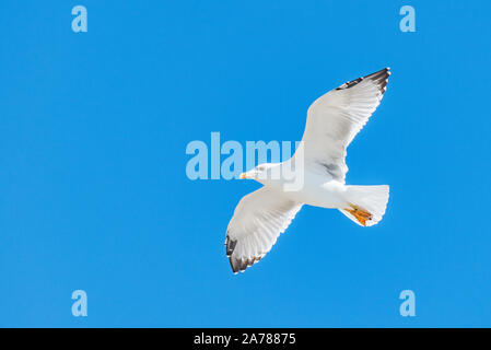 Seagull volare al di sopra del mare sul cielo blu baclground Foto Stock