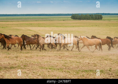 Un allevamento di cavalli selvaggi corrono attraverso il campo. Un grande allevamento di bellissimi cavalli galoppa attraverso il campo in estate. Foto Stock