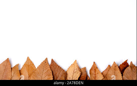 Composizione di autunno sfondo . Telaio di frontiera fatta di estratto secco di foglie di ruggine con uno spazio vuoto per il testo . Vista superiore, piatto posare , spazio copia . Foto Stock