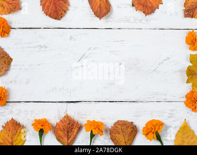 Composizione di autunno sfondo. Forma quadrata da foglie di ruggine e giallo tagete in legno bianco .vista superiore, copia dello spazio, laici piana . Foto Stock