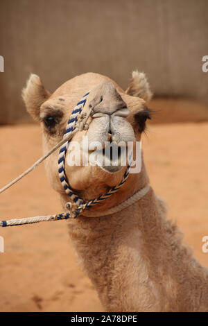 In prossimità della testa di un cammello che ha una espressione divertente o un sorriso, Abu Dhabi, negli Emirati Arabi Uniti. Foto Stock