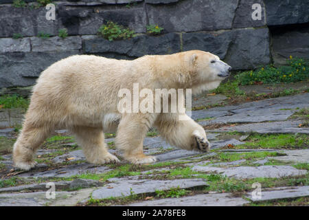 Un orso polare passeggiate sulle rocce Foto Stock