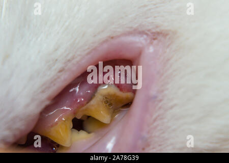 Il gatto domestico con gengiviti e gomma di ritrazione. La placca batterica o tartaro sulla superficie dei denti Foto Stock