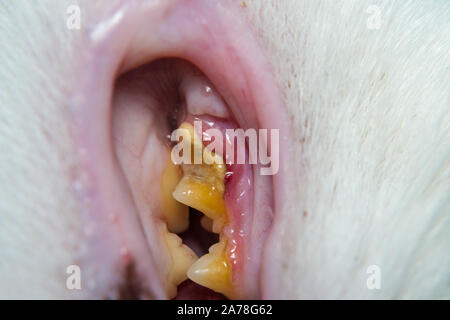 Il gatto domestico con gengiviti e gomma di ritrazione. La placca batterica o tartaro sulla superficie dei denti Foto Stock