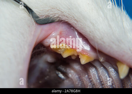 Il gatto domestico con gengiviti e gomma di ritrazione. La placca batterica o tartaro sulla superficie dei denti Foto Stock