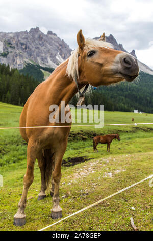 Dolomiti, Italia - Luglio 2019: cavalli in fattoria, Misurina e Cortina D'Ampezzo Dolomiti Italia Foto Stock