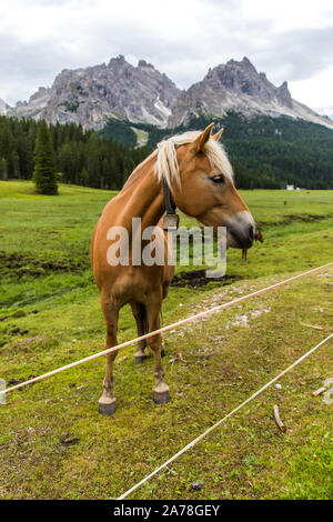 Dolomiti, Italia - Luglio 2019: cavalli in fattoria, Misurina e Cortina D'Ampezzo Dolomiti Italia Foto Stock