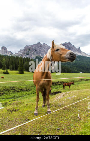 Dolomiti, Italia - Luglio 2019: cavalli in fattoria, Misurina e Cortina D'Ampezzo Dolomiti Italia Foto Stock